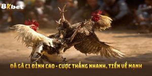 Đá Gà C1 Đỉnh Cao - Cược Thắng Nhanh, Tiền Về Mạnh