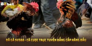 Đá Gà SV388 - Cá Cược Trực Tuyến Đẳng Cấp Hàng Đầu 
