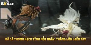Đá Gà Thomo Kịch Tính Mỗi Ngày, Thắng Lớn Liền Tay